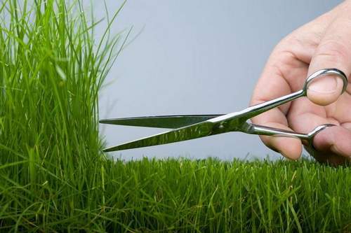 How to Mow a Lawn Without a Lawn Mower