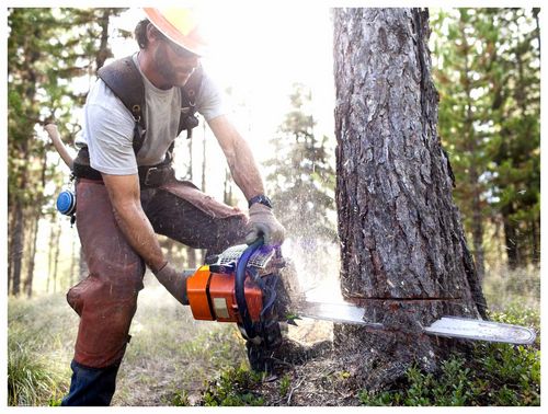How To Cut A Big Tree With A Chainsaw