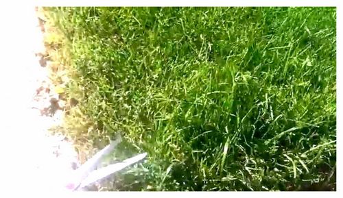 How To Cut Grass Without A Lawn Mower