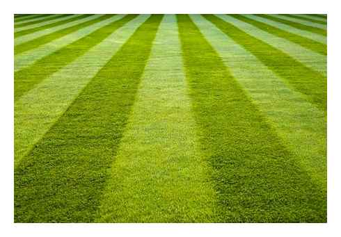 tips, striping, your, lawn
