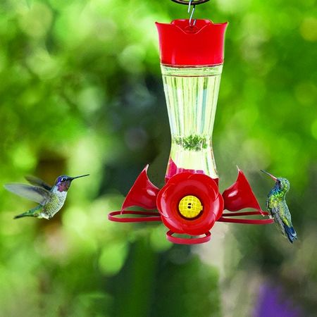 hummingbird, maintenance, important, things, know