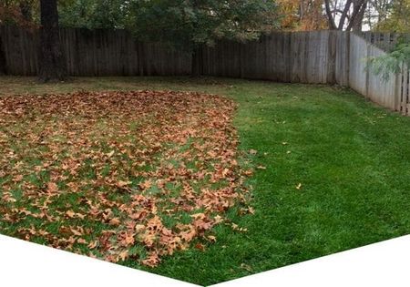 lawn, care, leaf, removal