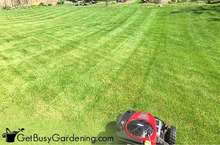 lawn, mower, line, grass, using
